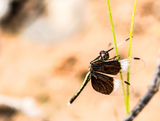 Black and white dragonfly show wings, body and eye detail on a green grass as natural blur background