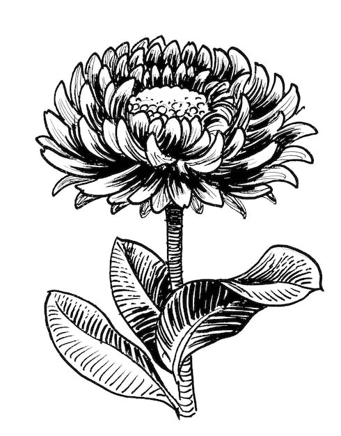 Photo a black and white drawing of a flower.