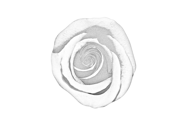 Black and white drawing of a rose on a white