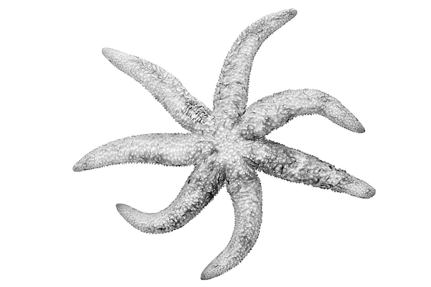 Black and white drawing of a starfish on a white background