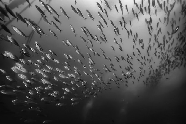 black white fish group / underwater nature poster design