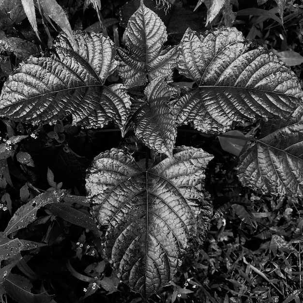 Black white forest wild plant