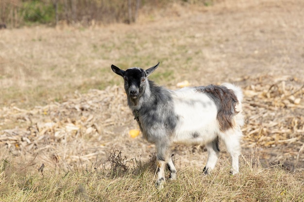 Black and white goat on the lawn looking at the camera