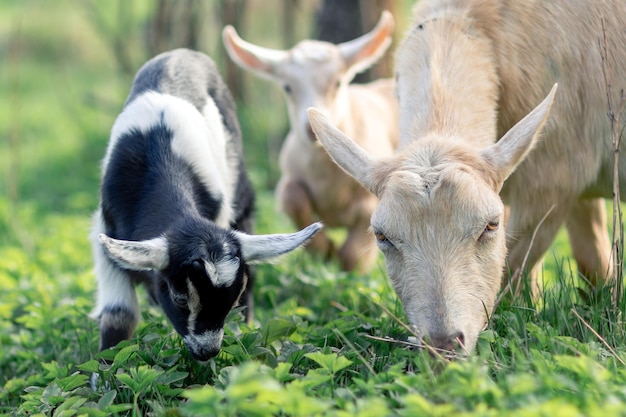 Black and white goatlings and its mother goat eating grass in the meadow