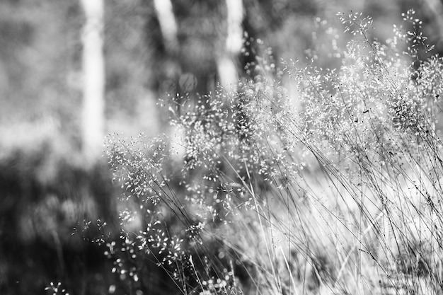 Photo black and white grass blades in daylight background hd