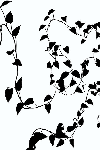 Black and white illustration of climbing plants with many leaves on a white background with clipping path