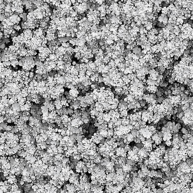 a black and white image of a cluster of white flowers