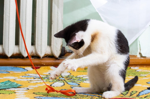 Photo black and white kitten playing with a rope