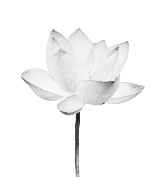 Black and white Lotus flower isolated on white background. File contains with clipping path so easy to work.