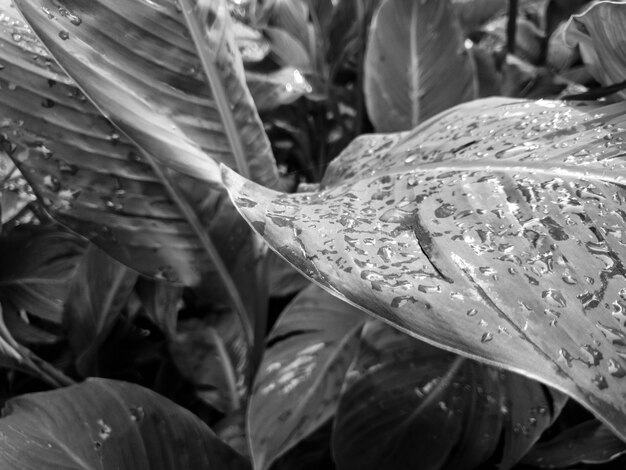 Black and white macro photo of wet palm tree leaves after rain in jungle