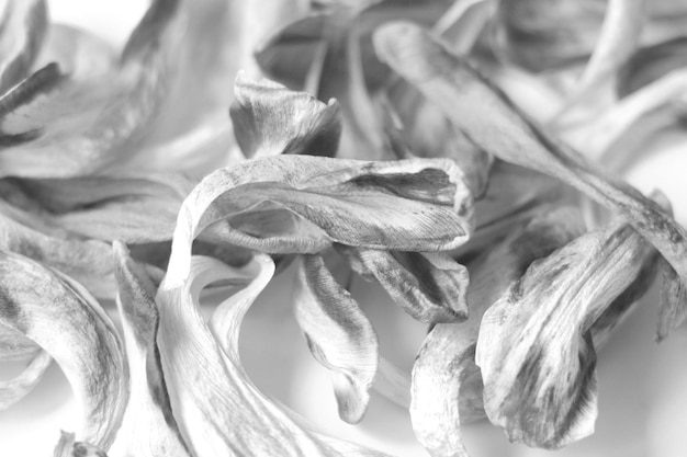 Black and white photo Dry fallen tulip petals