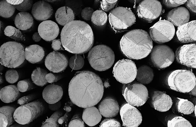 Photo black and white photo of long sawn logs lie on the pile