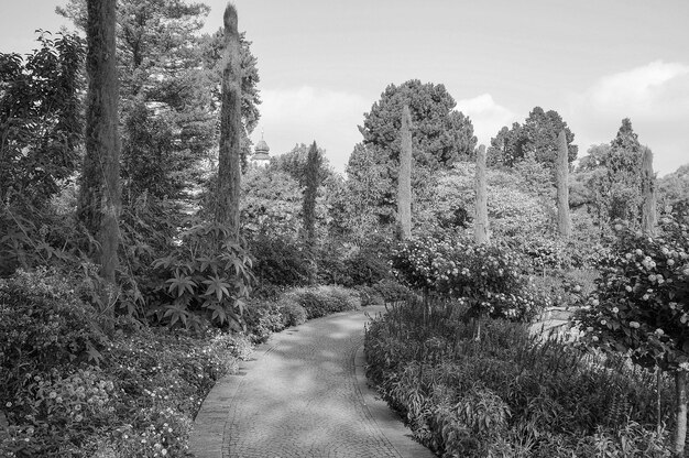 Photo a black and white photo of a path through a forest