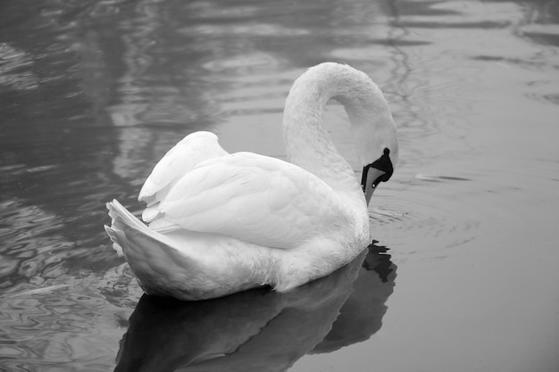 Black and white photo A swan swims on a pond on a foggy autumn morning