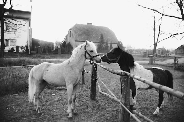 Black and white photo of two horses sniffing each other