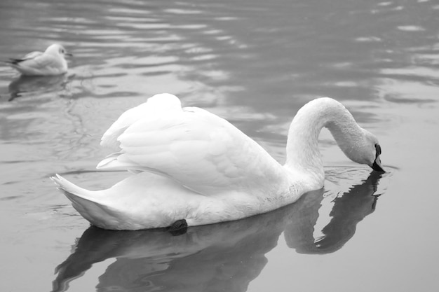 Black and white photo A white swan swims in a pond