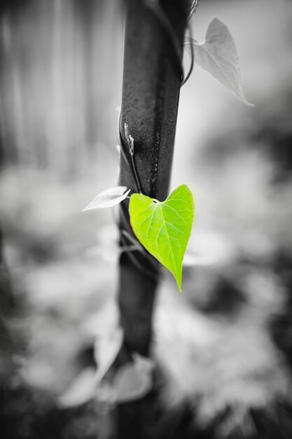 Black white photo with a green leaf in the shape of a heart The concept of love for life ecology