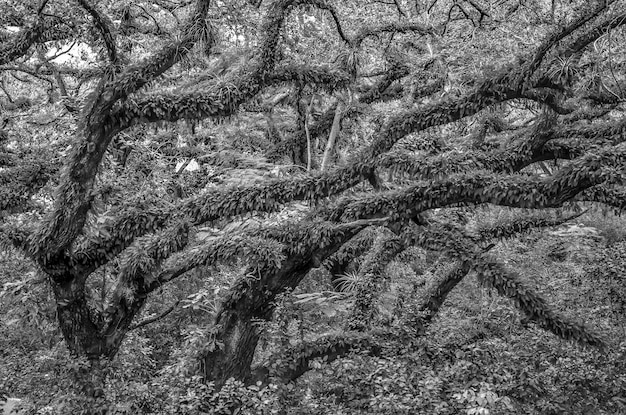 Black and white photograph of a tree with moss on it and a sign that says'black and white '