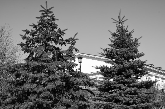 Black and white photography Branched fir trees against the blue sky