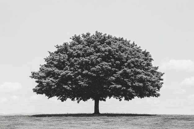 Photo a black and white picture of a tree with the words trees on it