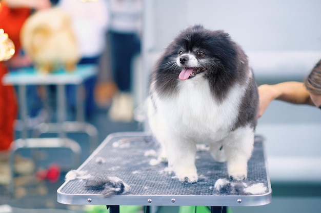 A black and white pomeranian dog on a grooming table during a wool haircut