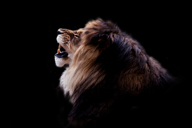 Black and white Portrait of a gorgeous Male Lion against black background. Dark moody animal photo.