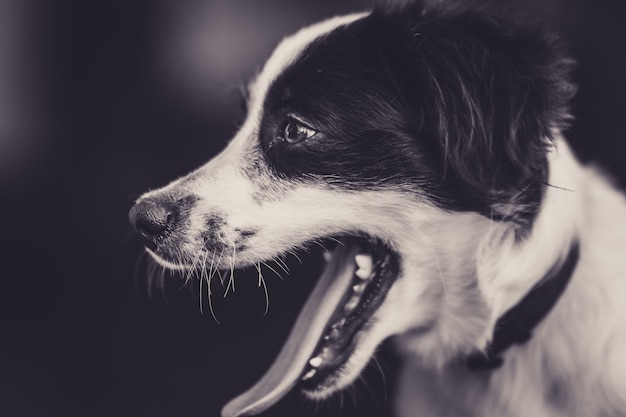 Black and white portrait of a happy puppy