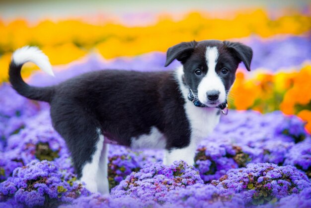 Black and white puppy in flowers in a clearing.