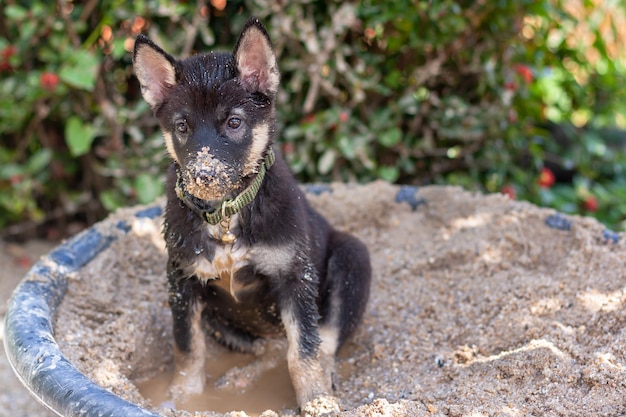 Black and white puppy sits in bucket of wet sand Nose in sand Shallow depth of field Horizontal