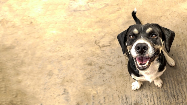 Black and white puppy with a big smile looking up, next to space to enter text or message