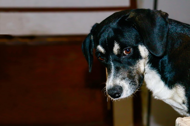 Black and white puppy with a tender look inside a house, space to enter text or message