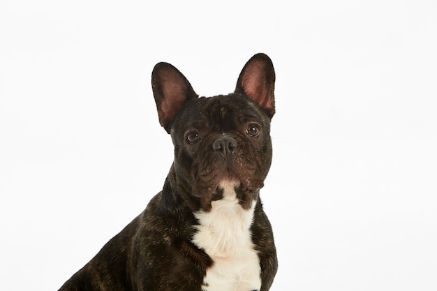 Black and white purebred french bulldog