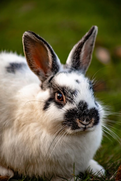 A black and white rabbit in the grass is a symbol of the Chinese new year 2023 and Easter