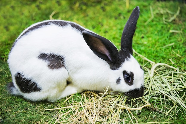 Black and white rabbit in the park.