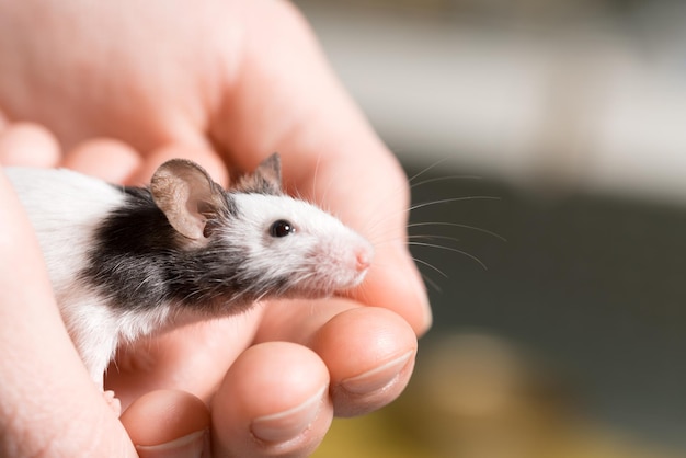 Black and white rat on human hands