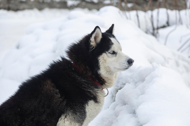 Black and white siberian husky dog with blue eyes in a snow