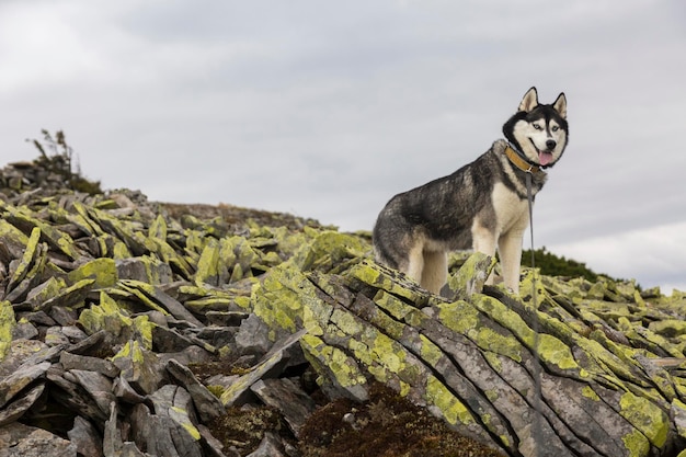 Black and white Siberian husky standing on a mountain in the background of mountains and yellow stones The dog grimaces Happy dog on a natural landscape