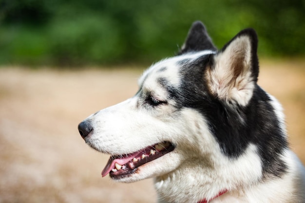 Black and white Siberian husky walking in the summer fieldxA