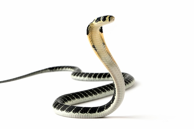 A black and white snake with a white background