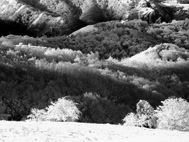 Black and white snowy landscape