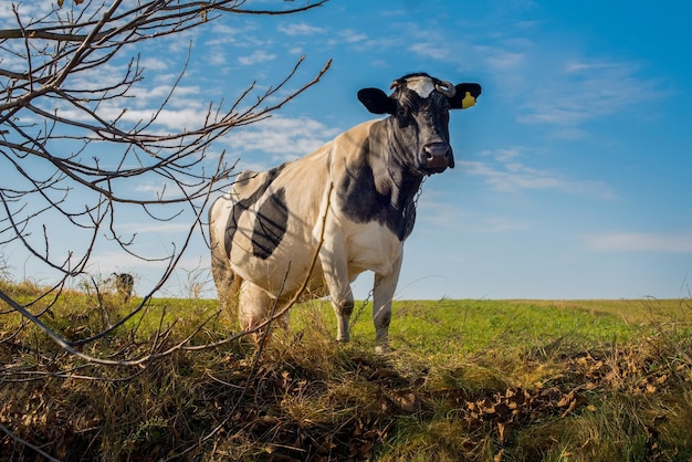 Black and white spotted dairy cow feeding on a pasture