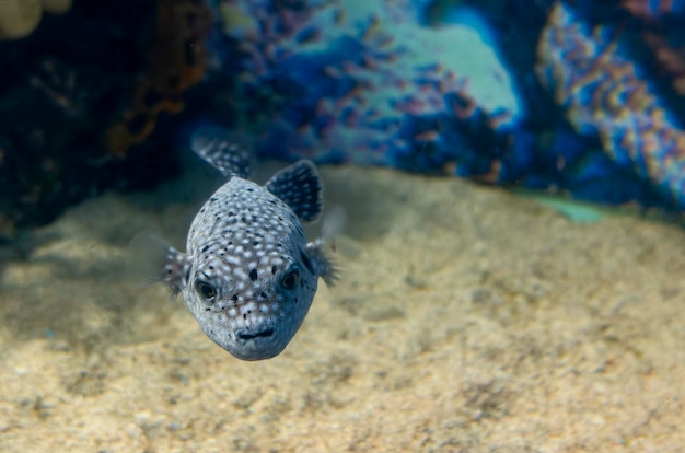 Black white spotted puffer fish Arothron meleagris