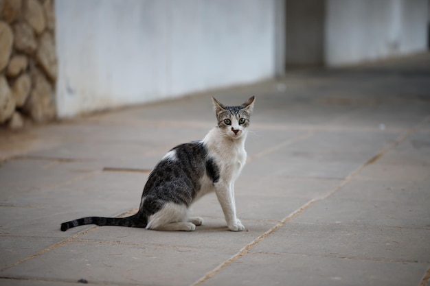 Black and white stray cat looks around frightened