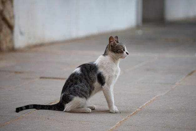 Black and white stray cat near the wall of the old house