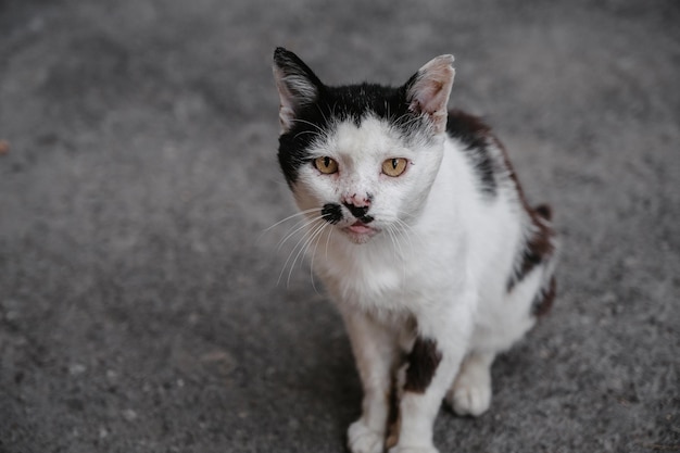 A black and white street cat sitting on a path on the ground Gurzuf cats