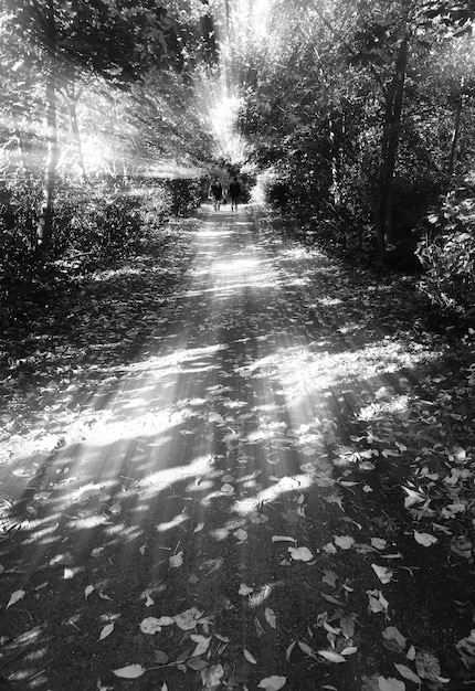 Black and white two man walking in autumn park background