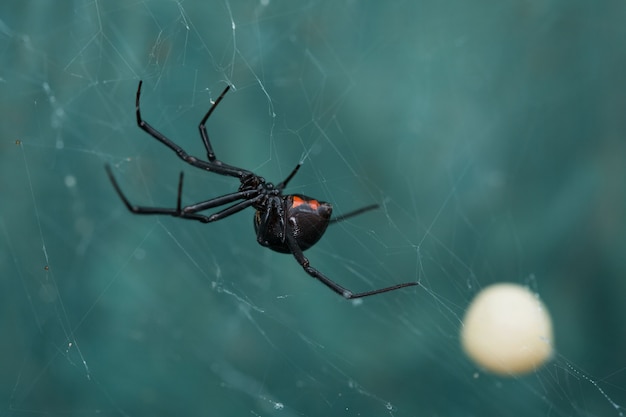 Black Widow Spider and Egg Sac