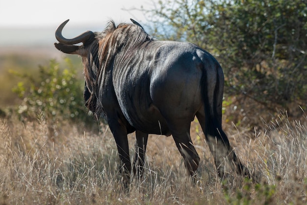 Black wildebeest Africa