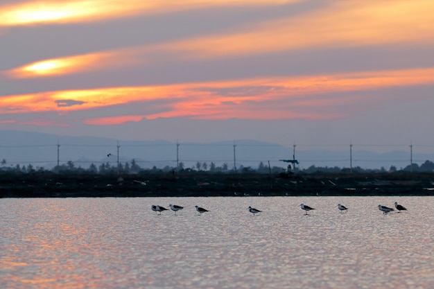 Black-winged Stilt Birds on Salt field at sunset