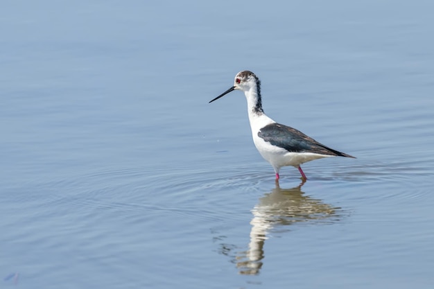 Black Winged Stilt in Water (Himantopus himantopus) Wader Bird Stilt 